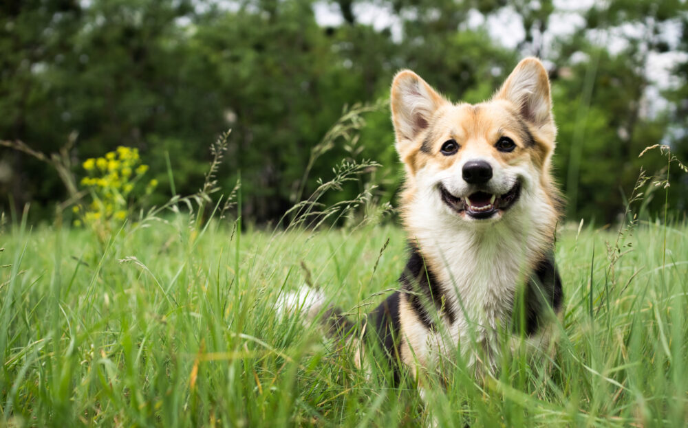 Almanya’da Belediyeler, 421 Milyon Euro Köpek Vergisi Topladı